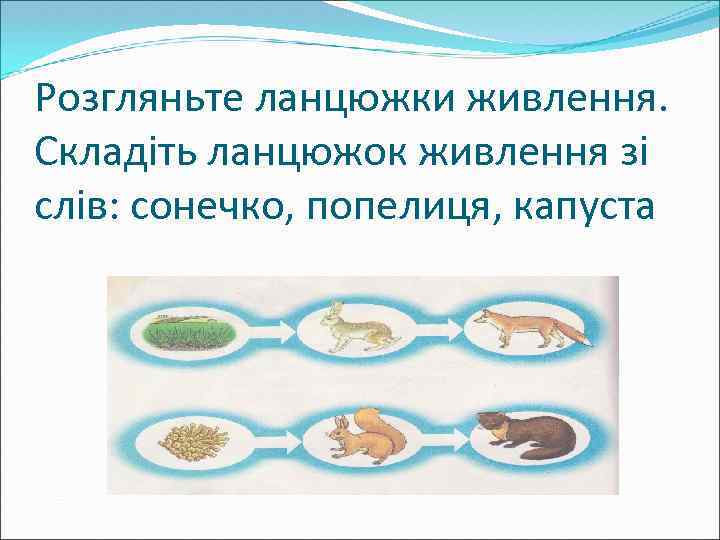 Розгляньте ланцюжки живлення. Складіть ланцюжок живлення зі слів: сонечко, попелиця, капуста 
