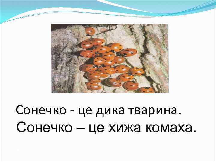 Сонечко - це дика тварина. Сонечко – це хижа комаха. 