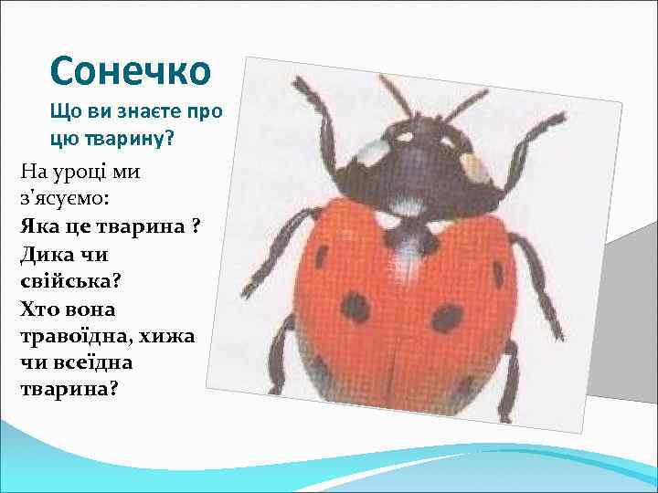 Сонечко Що ви знаєте про цю тварину? На уроці ми з'ясуємо: Яка це тварина