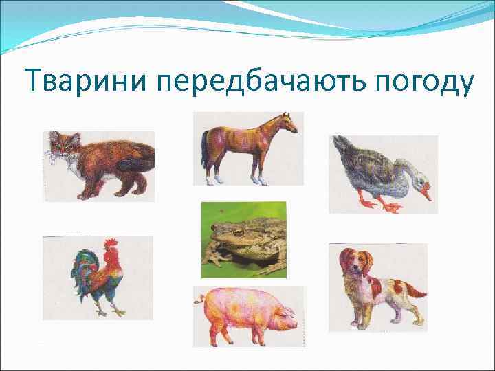 Тварини передбачають погоду 