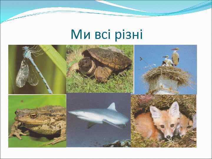 Ми всі різні 