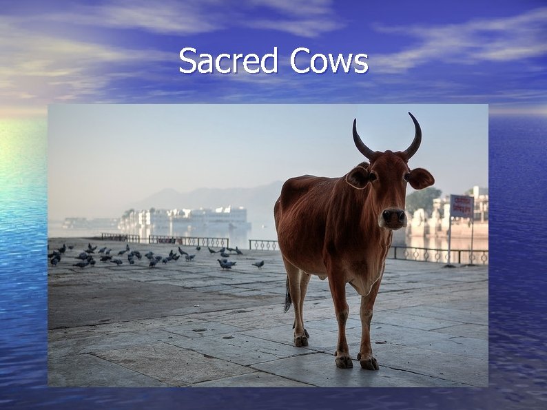 Sacred Cows 