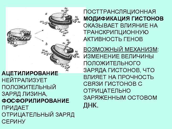 ПОСТТРАНСЛЯЦИОННАЯ МОДИФИКАЦИЯ ГИСТОНОВ ОКАЗЫВАЕТ ВЛИЯНИЕ НА ТРАНСКРИПЦИОННУЮ АКТИВНОСТЬ ГЕНОВ АЦЕТИЛИРОВАНИЕ НЕЙТРАЛИЗУЕТ ПОЛОЖИТЕЛЬНЫЙ ЗАРЯД ЛИЗИНА,