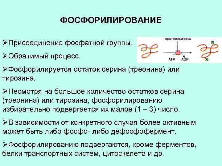 ФОСФОРИЛИРОВАНИЕ ØПрисоединение фосфатной группы. ØОбратимый процесс. ØФосфорилируется остаток серина (треонина) или тирозина. ØНесмотря на