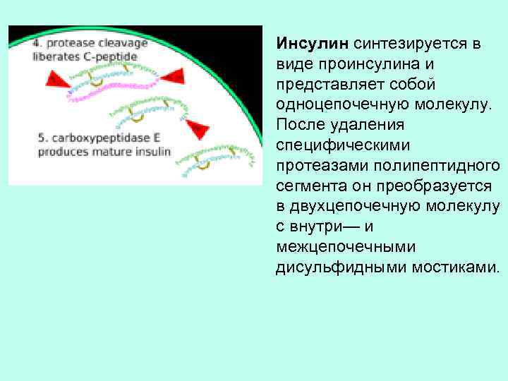 Инсулин синтезируется в виде проинсулина и представляет собой одноцепочечную молекулу. После удаления специфическими протеазами