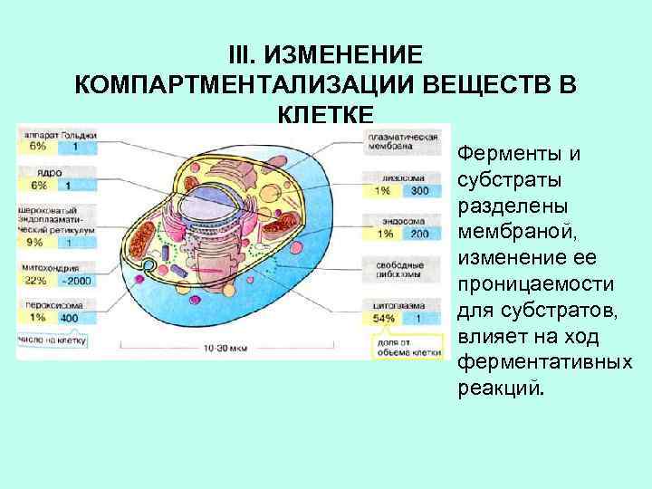 III. ИЗМЕНЕНИЕ КОМПАРТМЕНТАЛИЗАЦИИ ВЕЩЕСТВ В КЛЕТКЕ Ферменты и субстраты разделены мембраной, изменение ее проницаемости