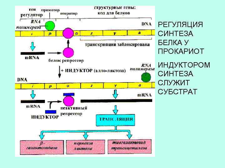 РЕГУЛЯЦИЯ СИНТЕЗА БЕЛКА У ПРОКАРИОТ ИНДУКТОРОМ СИНТЕЗА СЛУЖИТ СУБСТРАТ 