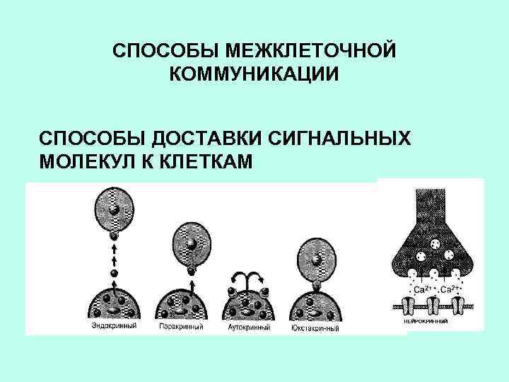 СПОСОБЫ МЕЖКЛЕТОЧНОЙ КОММУНИКАЦИИ СПОСОБЫ ДОСТАВКИ СИГНАЛЬНЫХ МОЛЕКУЛ К КЛЕТКАМ 