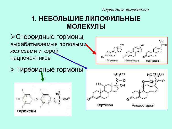 Первичные посредники 1. НЕБОЛЬШИЕ ЛИПОФИЛЬНЫЕ МОЛЕКУЛЫ ØСтероидные гормоны, вырабатываемые половыми железами и корой надпочечников