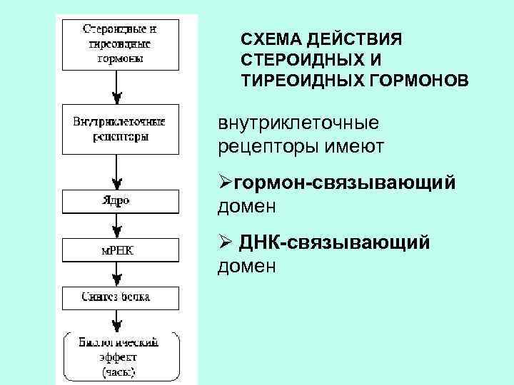 Схема действия стероидных гормонов