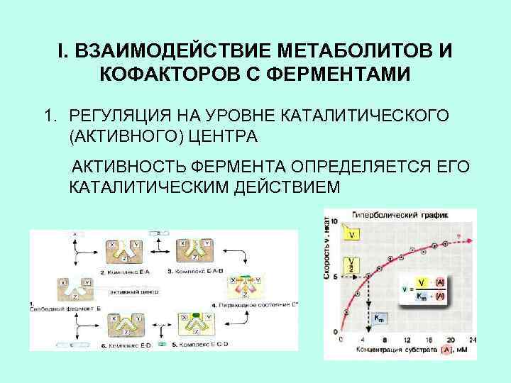 I. ВЗАИМОДЕЙСТВИЕ МЕТАБОЛИТОВ И КОФАКТОРОВ С ФЕРМЕНТАМИ 1. РЕГУЛЯЦИЯ НА УРОВНЕ КАТАЛИТИЧЕСКОГО (АКТИВНОГО) ЦЕНТРА