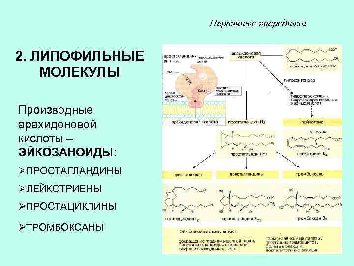 Первичные посредники 2. ЛИПОФИЛЬНЫЕ МОЛЕКУЛЫ Производные арахидоновой кислоты – ЭЙКОЗАНОИДЫ: ØПРОСТАГЛАНДИНЫ ØЛЕЙКОТРИЕНЫ ØПРОСТАЦИКЛИНЫ ØТРОМБОКСАНЫ