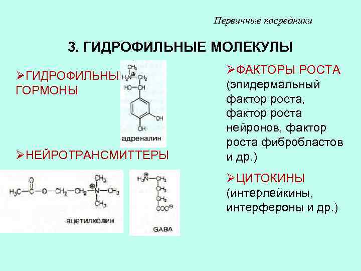 Первичные посредники 3. ГИДРОФИЛЬНЫЕ МОЛЕКУЛЫ ØГИДРОФИЛЬНЫЕ ГОРМОНЫ ØНЕЙРОТРАНСМИТТЕРЫ ØФАКТОРЫ РОСТА (эпидермальный фактор роста, фактор