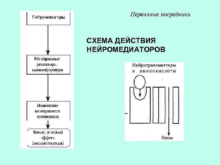 Первичные посредники СХЕМА ДЕЙСТВИЯ НЕЙРОМЕДИАТОРОВ 