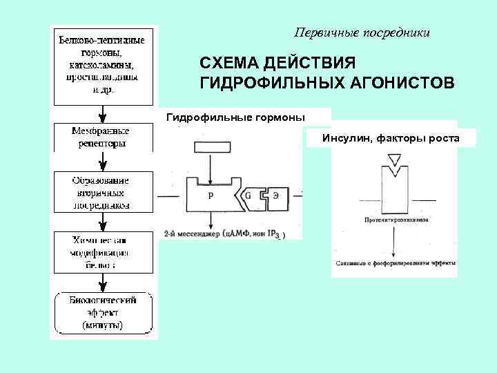 Первичные посредники СХЕМА ДЕЙСТВИЯ ГИДРОФИЛЬНЫХ АГОНИСТОВ Гидрофильные гормоны Инсулин, факторы роста 