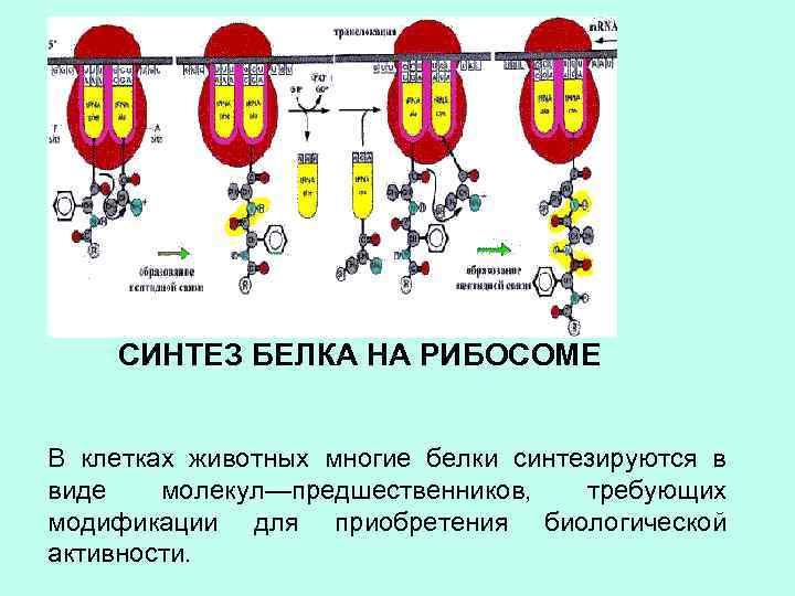 СИНТЕЗ БЕЛКА НА РИБОСОМЕ В клетках животных многие белки синтезируются в виде молекул—предшественников, требующих