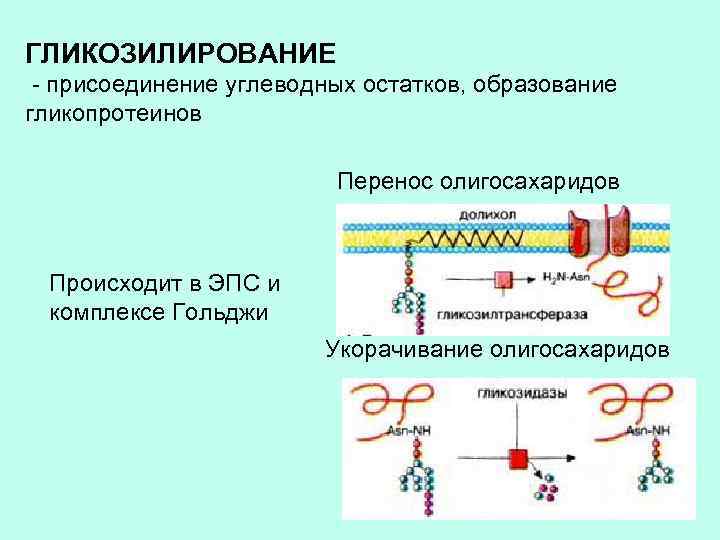 ГЛИКОЗИЛИРОВАНИЕ - присоединение углеводных остатков, образование гликопротеинов Перенос олигосахаридов Происходит в ЭПС и комплексе