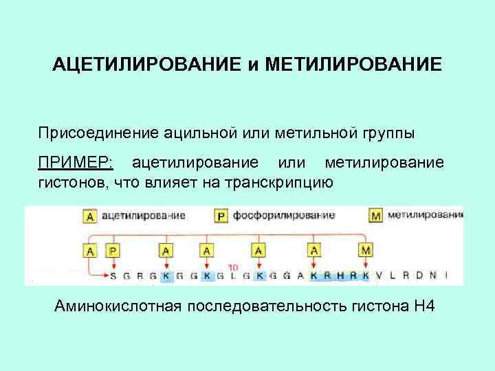 АЦЕТИЛИРОВАНИЕ и МЕТИЛИРОВАНИЕ Присоединение ацильной или метильной группы ПРИМЕР: ацетилирование или метилирование гистонов, что