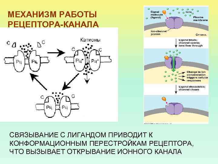 МЕХАНИЗМ РАБОТЫ РЕЦЕПТОРА-КАНАЛА СВЯЗЫВАНИЕ С ЛИГАНДОМ ПРИВОДИТ К КОНФОРМАЦИОННЫМ ПЕРЕСТРОЙКАМ РЕЦЕПТОРА, ЧТО ВЫЗЫВАЕТ ОТКРЫВАНИЕ