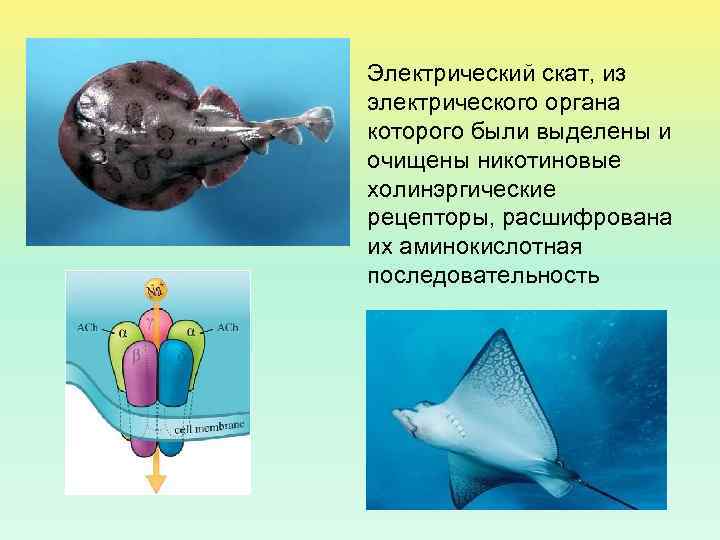 Электрический скат, из электрического органа которого были выделены и очищены никотиновые холинэргические рецепторы, расшифрована