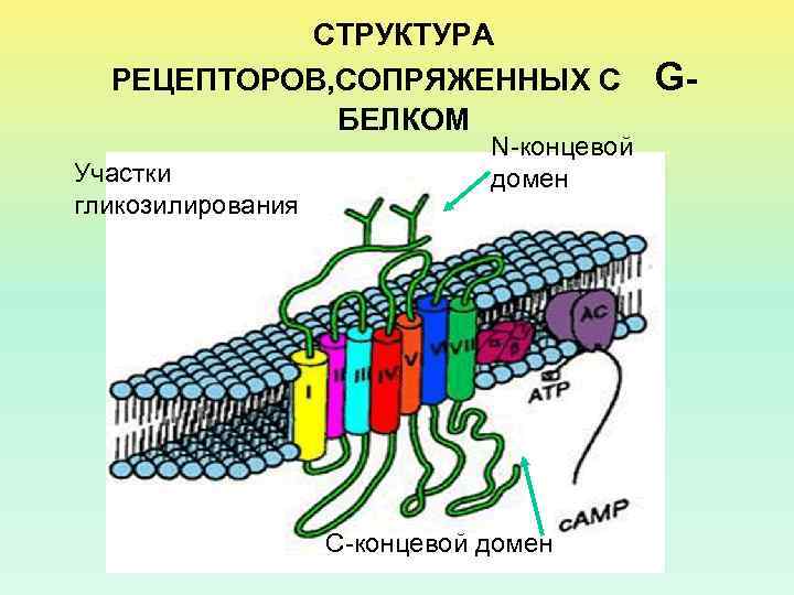 СТРУКТУРА РЕЦЕПТОРОВ, СОПРЯЖЕННЫХ С БЕЛКОМ Участки гликозилирования N-концевой домен С-концевой домен G- 