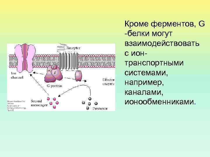 Кроме ферментов, G -белки могут взаимодействовать с ионтранспортными системами, например, каналами, ионообменниками. 