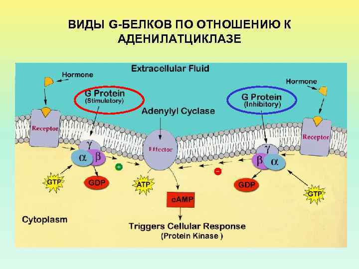 ВИДЫ G-БЕЛКОВ ПО ОТНОШЕНИЮ К АДЕНИЛАТЦИКЛАЗЕ 