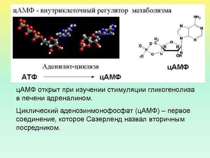 ц. АМФ открыт при изучении стимуляции гликогенолиза в печени адреналином. Циклический аденозинмонофосфат (ц. АМФ)