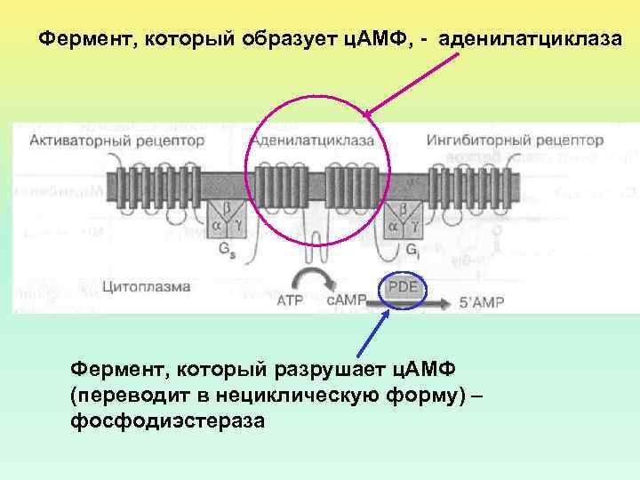 Фермент, который образует ц. АМФ, - аденилатциклаза Фермент, который разрушает ц. АМФ (переводит в