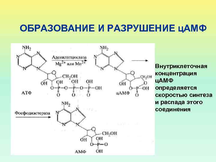 ОБРАЗОВАНИЕ И РАЗРУШЕНИЕ ц. АМФ Внутриклеточная концентрация ц. АМФ определяется скоростью синтеза и распада