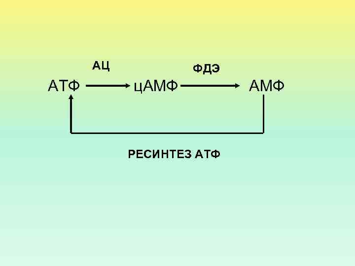 АЦ АТФ ФДЭ ц. АМФ РЕСИНТЕЗ АТФ АМФ 