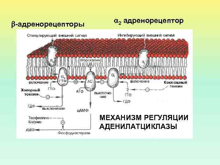  -адренорецепторы 2 адренорецептор МЕХАНИЗМ РЕГУЛЯЦИИ АДЕНИЛАТЦИКЛАЗЫ 