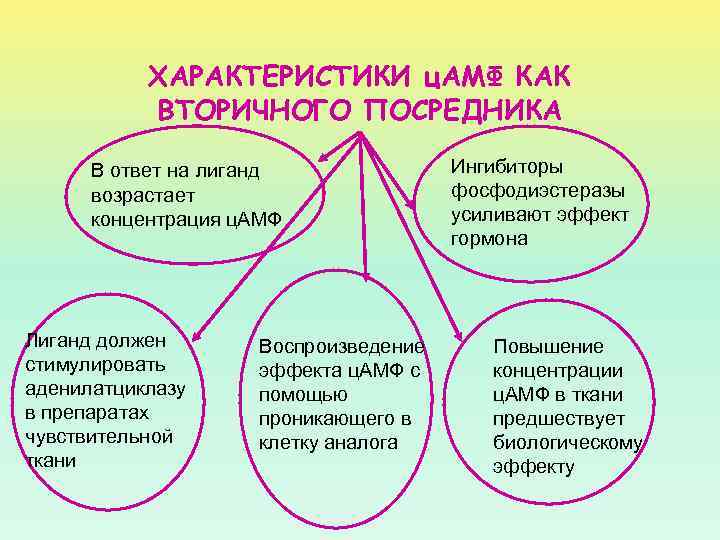 ХАРАКТЕРИСТИКИ ц. АМФ КАК ВТОРИЧНОГО ПОСРЕДНИКА В ответ на лиганд возрастает концентрация ц. АМФ