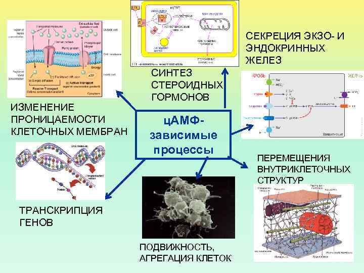 СЕКРЕЦИЯ ЭКЗО- И ЭНДОКРИННЫХ ЖЕЛЕЗ ИЗМЕНЕНИЕ ПРОНИЦАЕМОСТИ КЛЕТОЧНЫХ МЕМБРАН СИНТЕЗ СТЕРОИДНЫХ ГОРМОНОВ ц. АМФзависимые