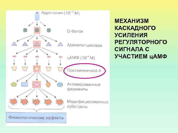 МЕХАНИЗМ КАСКАДНОГО УСИЛЕНИЯ РЕГУЛЯТОРНОГО СИГНАЛА С УЧАСТИЕМ ц. АМФ 