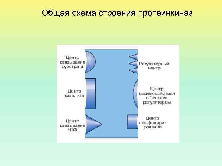 Общая схема строения протеинкиназ 