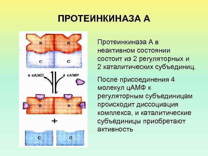 ПРОТЕИНКИНАЗА А Протеинкиназа А в неактивном состоянии состоит из 2 регуляторных и 2 каталитических