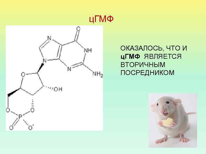 ц. ГМФ ОКАЗАЛОСЬ, ЧТО И ц. ГМФ ЯВЛЯЕТСЯ ВТОРИЧНЫМ ПОСРЕДНИКОМ 