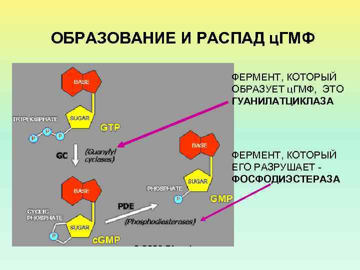 ОБРАЗОВАНИЕ И РАСПАД ц. ГМФ ФЕРМЕНТ, КОТОРЫЙ ОБРАЗУЕТ ц. ГМФ, ЭТО ГУАНИЛАТЦИКЛАЗА ФЕРМЕНТ, КОТОРЫЙ