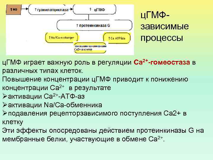 ц. ГМФзависимые процессы ц. ГМФ играет важную роль в регуляции Са 2+-гомеостаза в различных