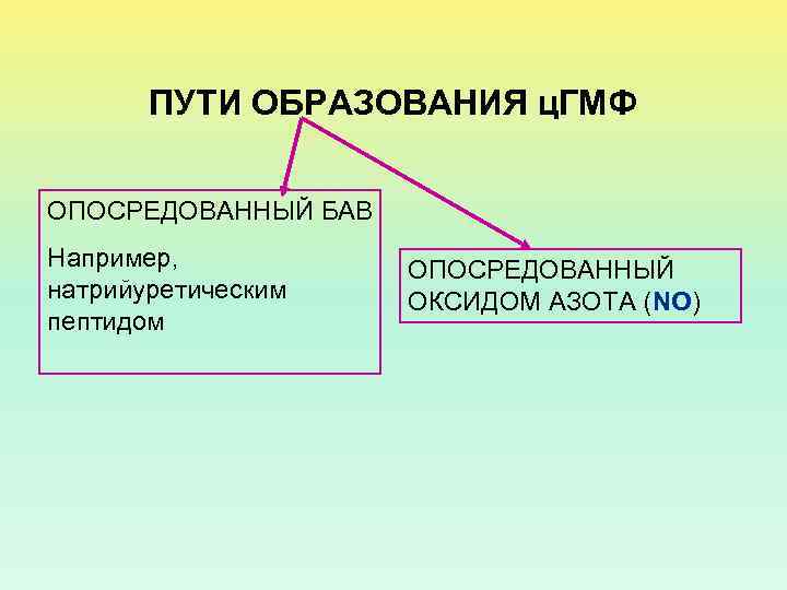 ПУТИ ОБРАЗОВАНИЯ ц. ГМФ ОПОСРЕДОВАННЫЙ БАВ Например, натрийуретическим пептидом ОПОСРЕДОВАННЫЙ ОКСИДОМ АЗОТА (NO) 