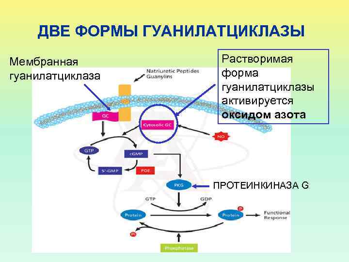 ДВЕ ФОРМЫ ГУАНИЛАТЦИКЛАЗЫ Мембранная гуанилатциклаза Растворимая форма гуанилатциклазы активируется оксидом азота ПРОТЕИНКИНАЗА G 