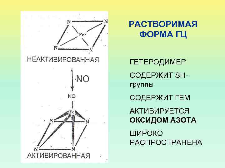 РАСТВОРИМАЯ ФОРМА ГЦ ГЕТЕРОДИМЕР СОДЕРЖИТ SHгруппы СОДЕРЖИТ ГЕМ АКТИВИРУЕТСЯ ОКСИДОМ АЗОТА ШИРОКО РАСПРОСТРАНЕНА 