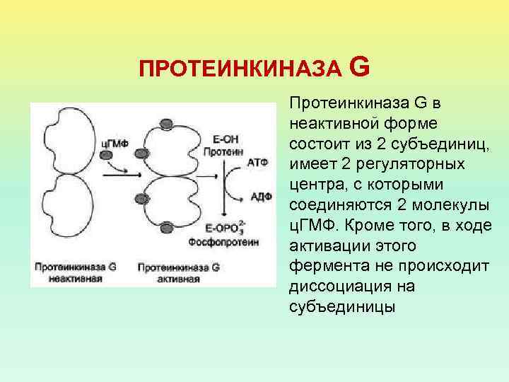 ПРОТЕИНКИНАЗА G Протеинкиназа G в неактивной форме состоит из 2 субъединиц, имеет 2 регуляторных