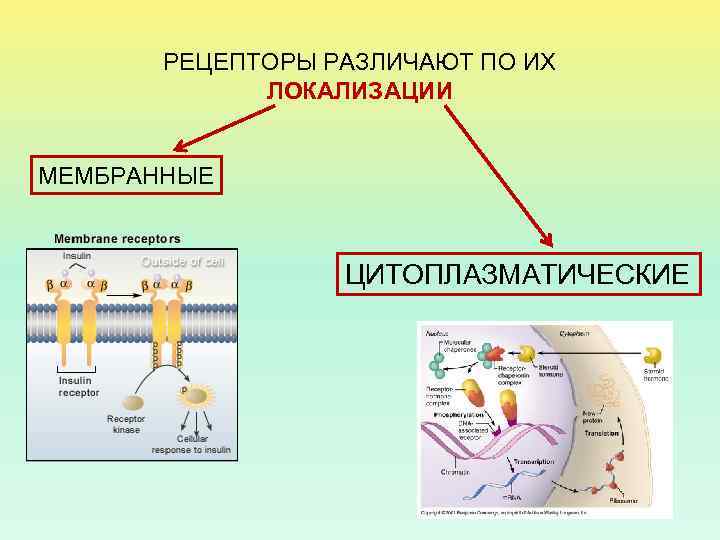 РЕЦЕПТОРЫ РАЗЛИЧАЮТ ПО ИХ ЛОКАЛИЗАЦИИ МЕМБРАННЫЕ ЦИТОПЛАЗМАТИЧЕСКИЕ 