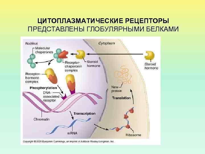 ЦИТОПЛАЗМАТИЧЕСКИЕ РЕЦЕПТОРЫ ПРЕДСТАВЛЕНЫ ГЛОБУЛЯРНЫМИ БЕЛКАМИ 