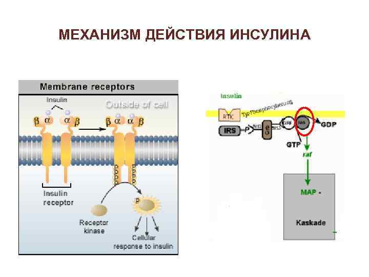 МЕХАНИЗМ ДЕЙСТВИЯ ИНСУЛИНА 