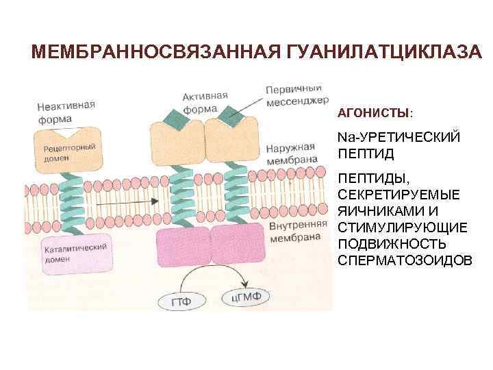 Фермент гуанилатциклаза сосудистой стенки относится к рецепторам типа