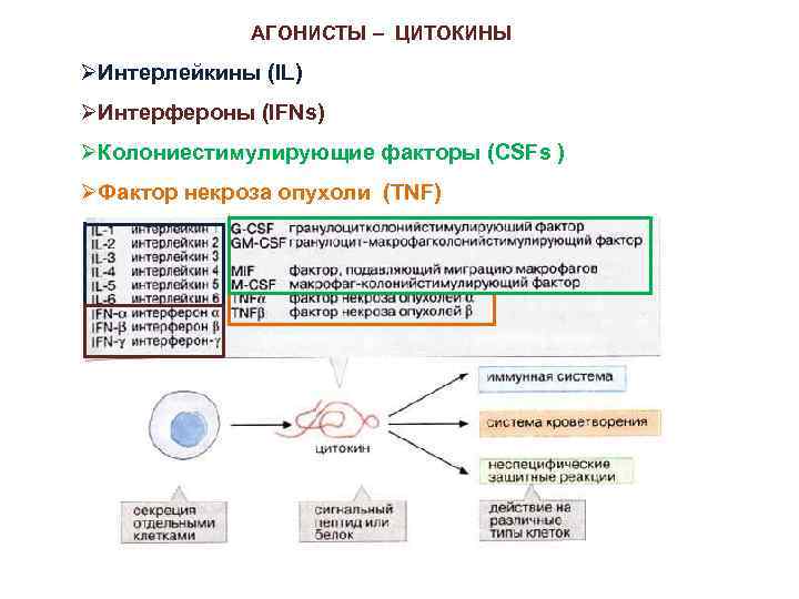 АГОНИСТЫ – ЦИТОКИНЫ ØИнтерлейкины (IL) ØИнтерфероны (IFNs) ØКолониестимулирующие факторы (CSFs ) ØФактор некроза опухоли