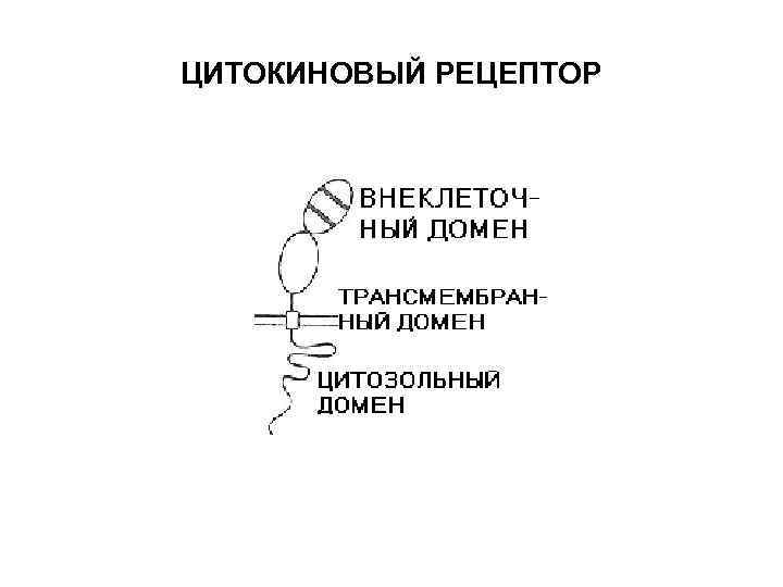 ЦИТОКИНОВЫЙ РЕЦЕПТОР 